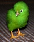 pic for Green chicken